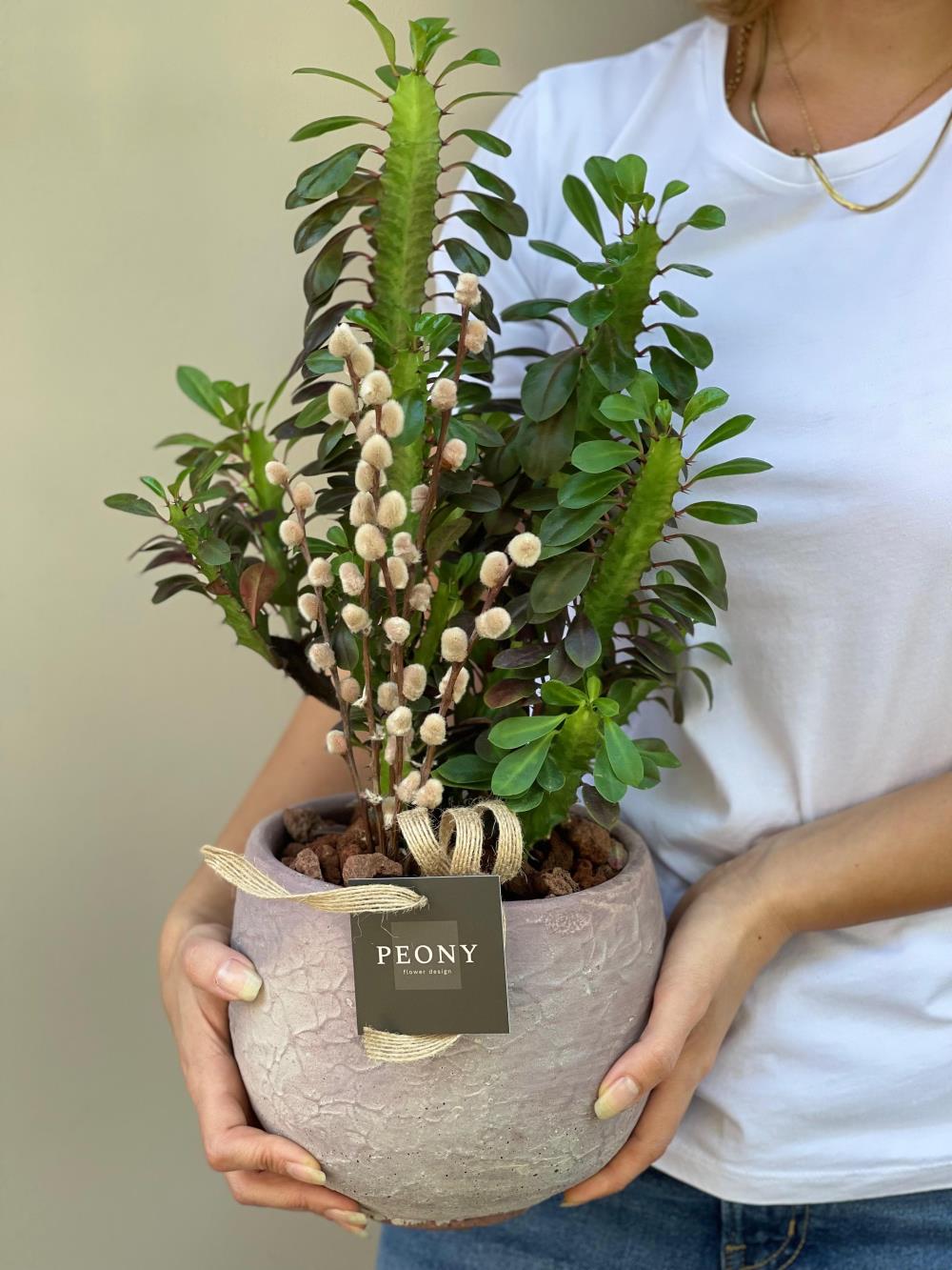 Pink Euphorbia Trigona Süt Ağacı